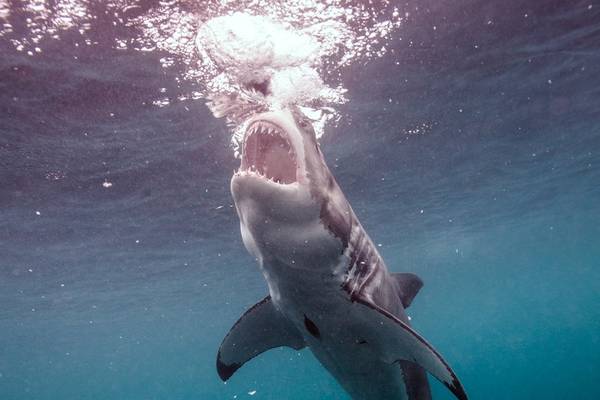 Bild: 4K Extreme Nature Collection