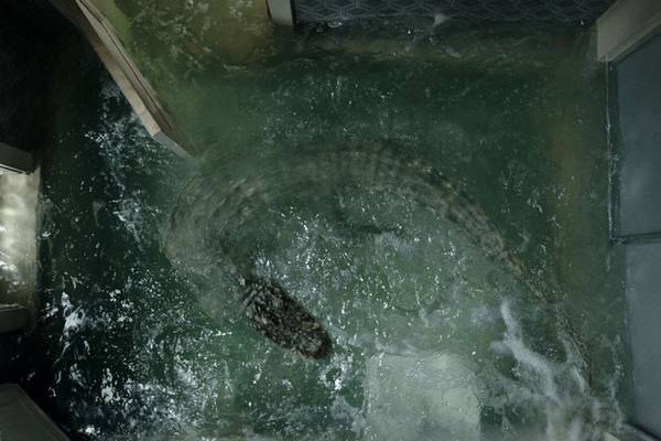 Bild: Crawl im Kino