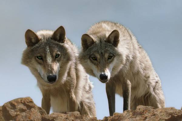 Bild: DER LETZTE WOLF