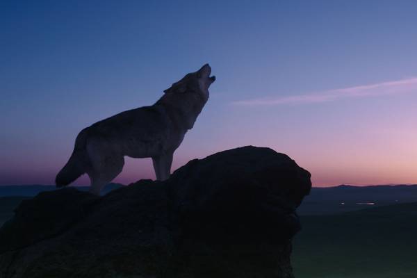 Bild: DER LETZTE WOLF