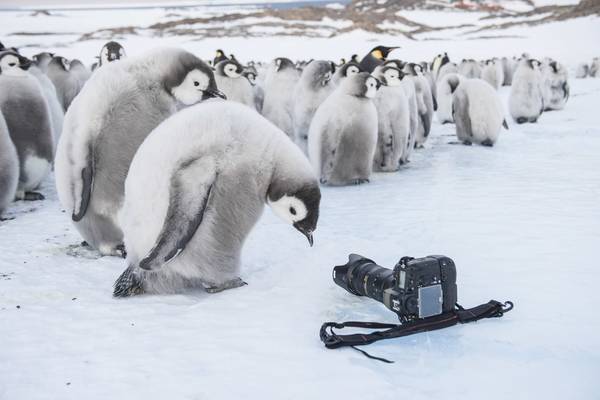 Bild: Die Reise der Pinguine 2 – Der Weg des Lebens