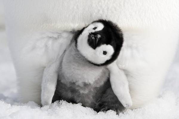 Bild: Die Reise der Pinguine 2 – Der Weg des Lebens