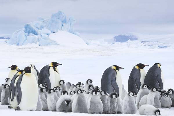 Bild: Die Reise der Pinguine 2 – Der Weg des Lebens