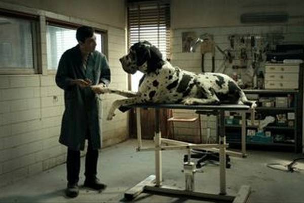 Bild: Dogman