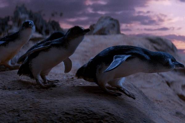Bild: Oddball – Retter der Pinguine