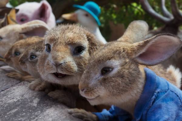 Bild: Peter Hase 2