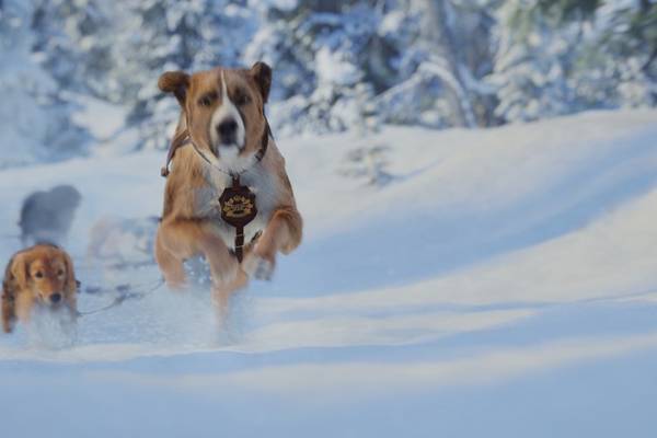 Bild: Ruf der Wildnis