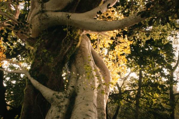 Bild: Tolkien im Kino