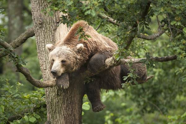 Bild: Unsere Wildnis – Die Bewohner der Wälder