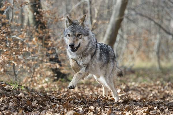 Bild: Unsere Wildnis – Die Bewohner der Wälder