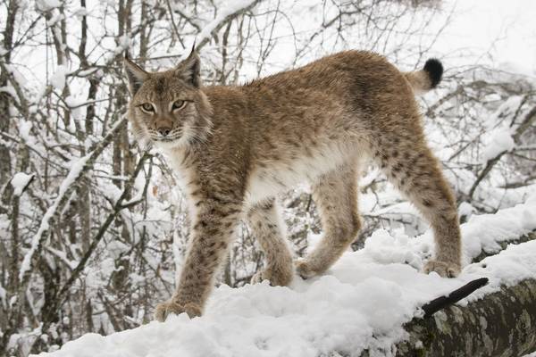 Bild: Unsere Wildnis – Die Bewohner der Wälder