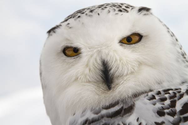 Bild: Unsere Wildnis