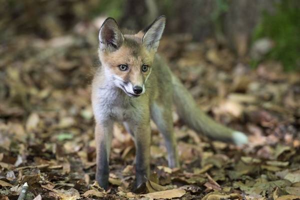 Bild: Unsere Wildnis