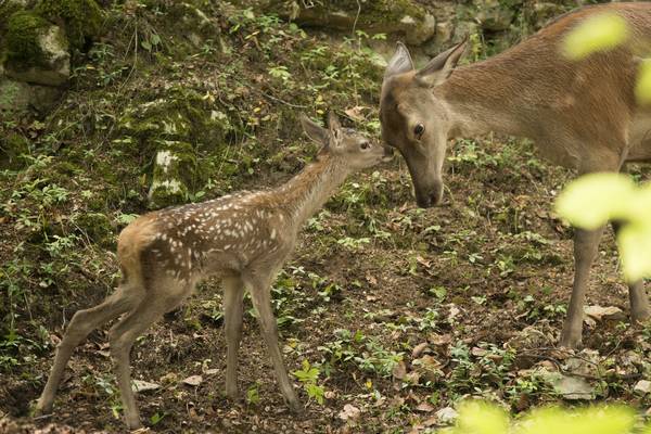 Bild: Unsere Wildnis