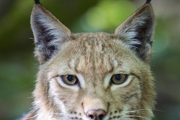 Bild: Unsere Wildnis