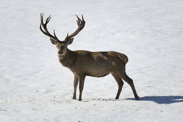 Bild: Unsere Wildnis