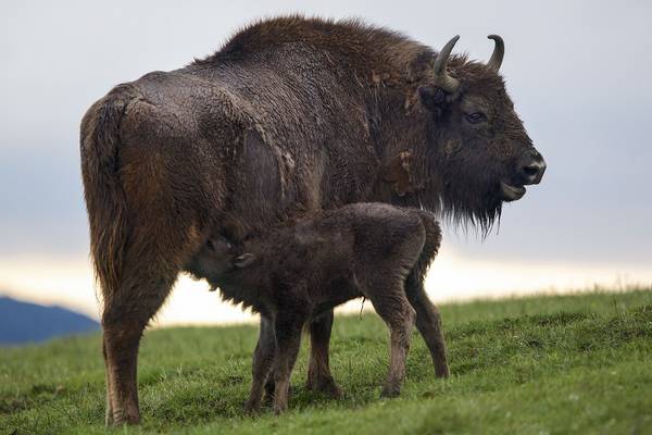 Bild: Unsere Wildnis