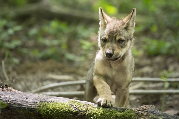 Bild: Unsere Wildnis