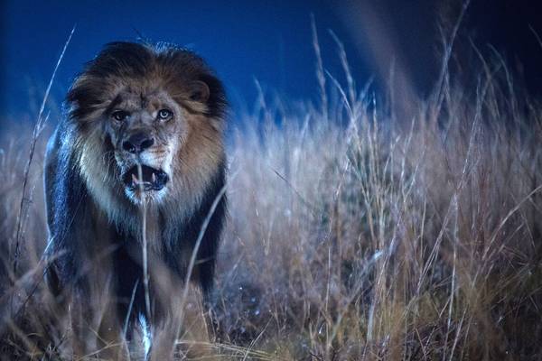 Bild: Zoo – Staffel 2